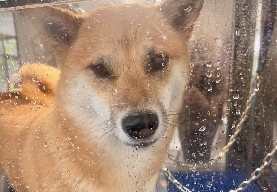 Pet owners divided over new 24/7 automatic dog wash in Singapore — are they safe?